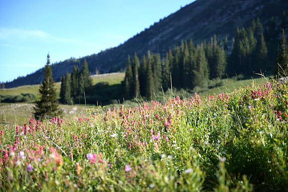 Albion Basin, Utah