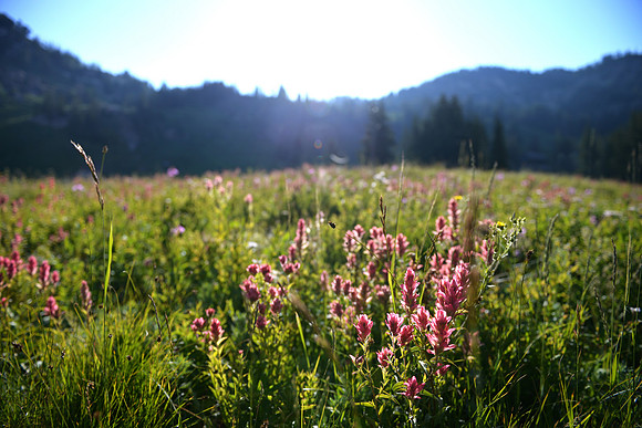 Albion Basin, Utah